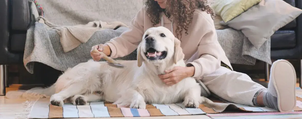 Zdjęcie Czy golden retriever gubi sierść? Odkryj prawdę o linieniu psa