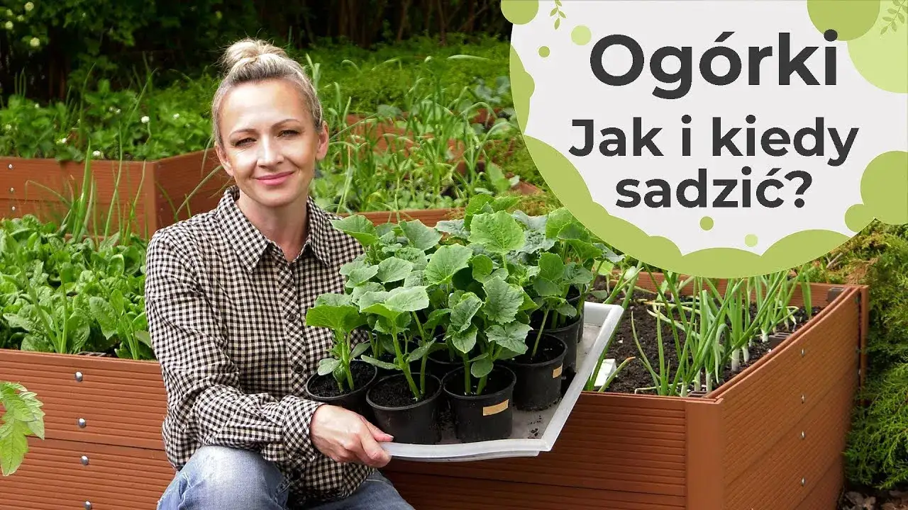 Zdjęcie Jak siać dynie: sprawdzone metody i tajniki udanej uprawy