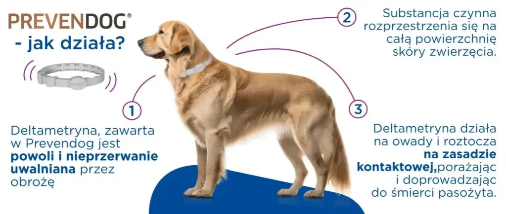 Zdjęcie Kiedy założyć obrożę przeciwpchelną szczeniakowi, by nie zaszkodzić?