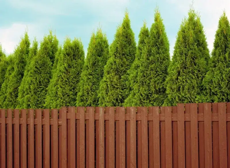 Zdjęcie Optymalna wysokość tui przy ogrodzeniu: Przepisy i porady