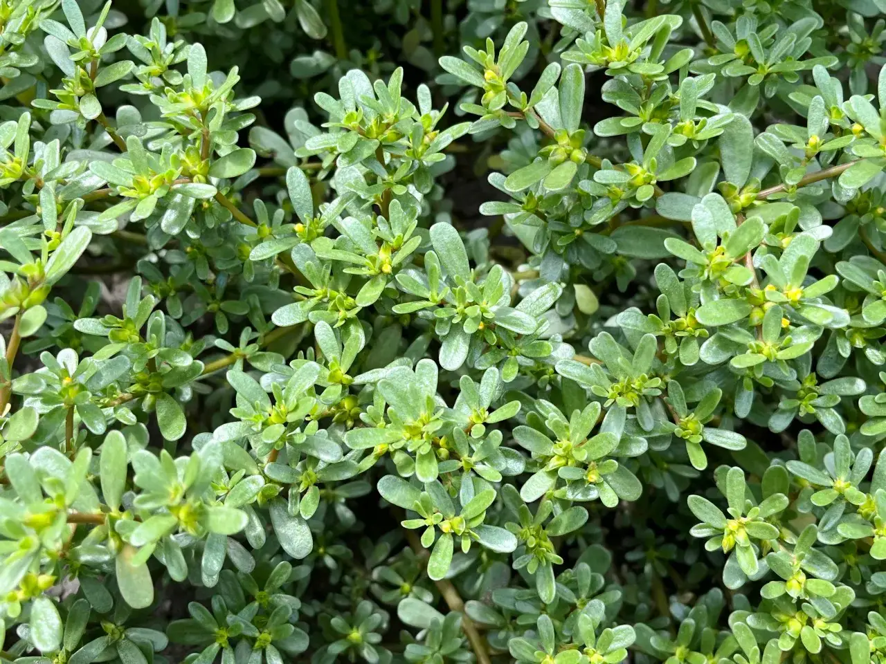 Zdjęcie Portulaka chwast: jak skutecznie zwalczać ten uciążliwy chwast