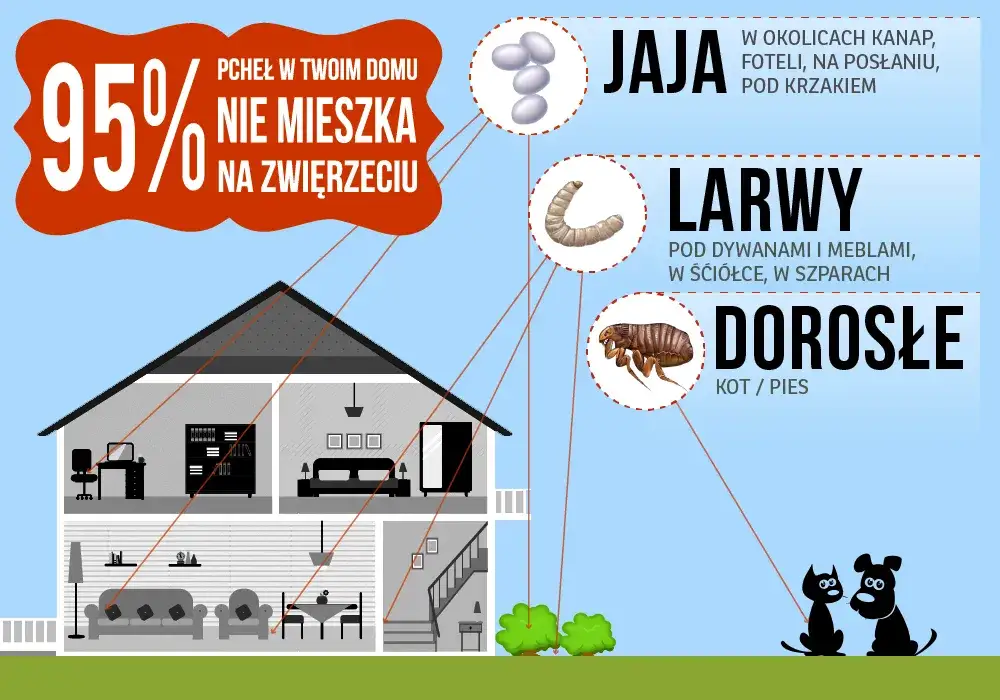 Zdjęcie Jak rozmnażają się pchły i dlaczego ich populacja rośnie tak szybko