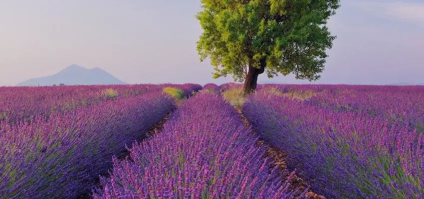 Zdjęcie Uprawa lawendy w Polsce: Od pasji do biznesu - poradnik