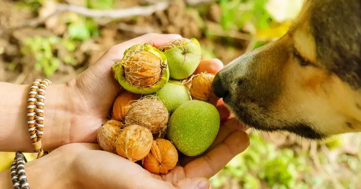 Zdjęcie Czy pies może jeść nerkowce? Poznaj ryzyko i bezpieczne porcje