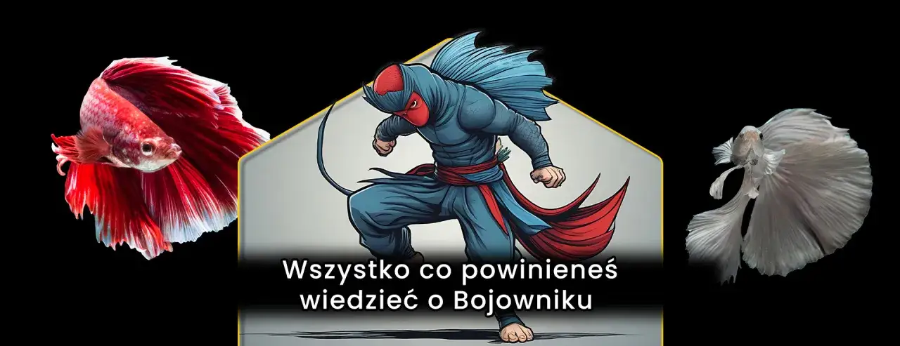 Zdjęcie Ile żyją rybki bojowniki? Odkryj sekrety ich długowieczności