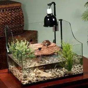 Zdjęcie Jak urządzić akwarium dla żółwia wodno-lądowego: 7 kluczowych kroków