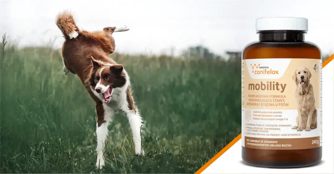 Zdjęcie Jak skutecznie wspierać stawy psa seniora i unikać bólu
