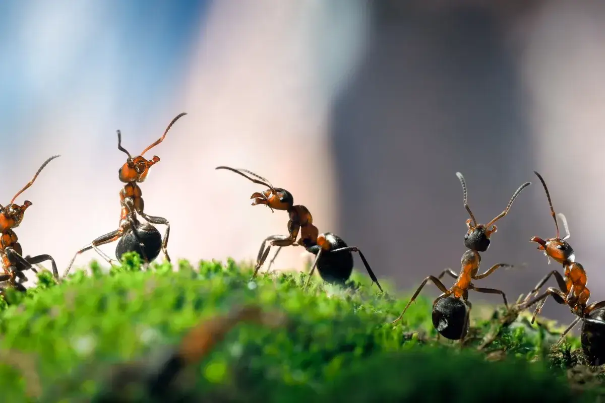 Zdjęcie Skuteczne sposoby, co na mrówki w ogrodzie, które naprawdę działają