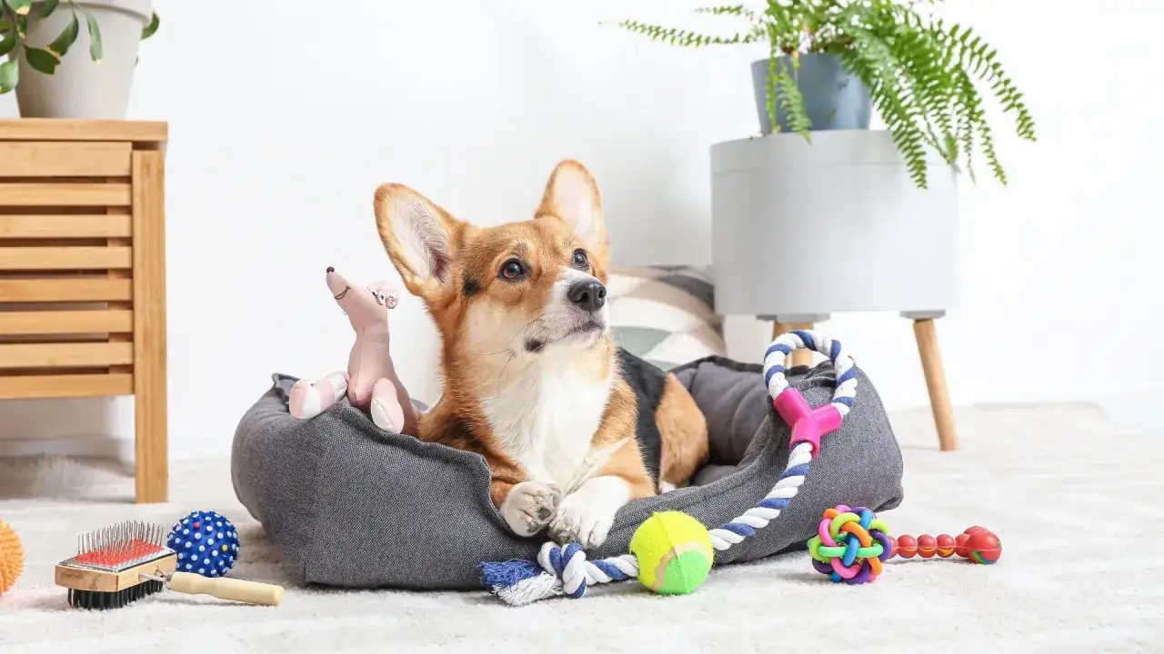 Zdjęcie Jak wybrać idealne akcesoria dla twojego psa? Przewodnik zakupowy