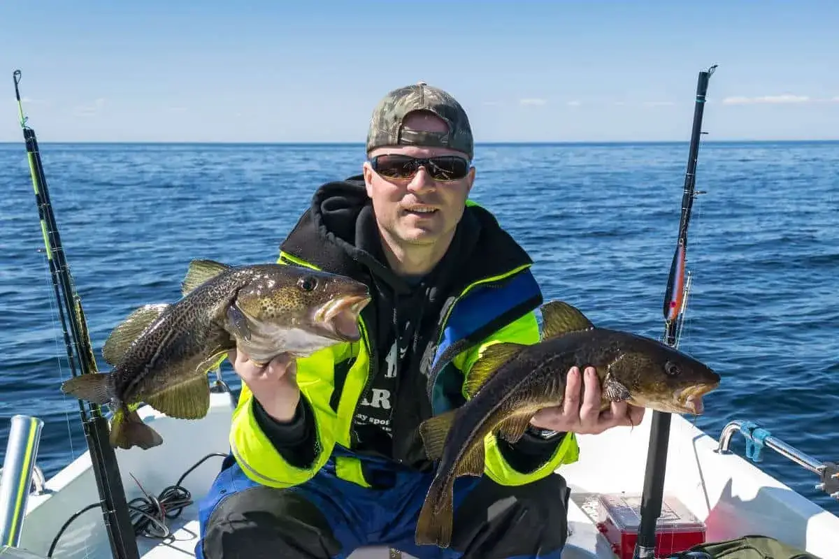 Zdjęcie Czy można łowić dorsza w Bałtyku? Sprawdź aktualne przepisy i limity