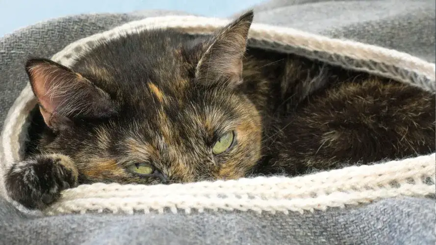 Zdjęcie Jak łatwo zrobić wygodne legowisko dla kota ze starego swetra krok po kroku