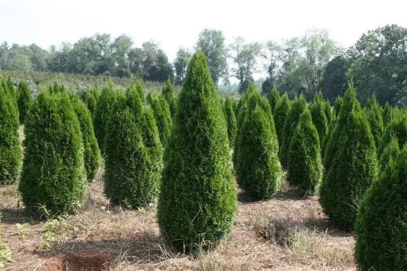 Zdjęcie Czy tuja jest trująca dla psa? Poznaj niebezpieczeństwa dla zdrowia