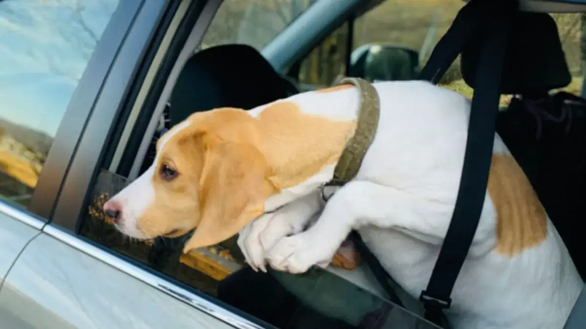 Zdjęcie Aviomarin dla psa jaka dawka: uniknij nieprzyjemnych skutków podróży