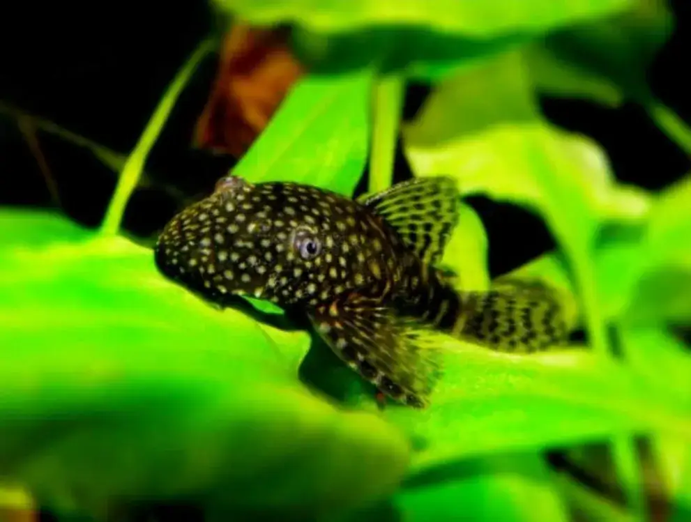 Zdjęcie Ile kosztuje glonojad w sklepie zoologicznym? Ceny, które zaskakują