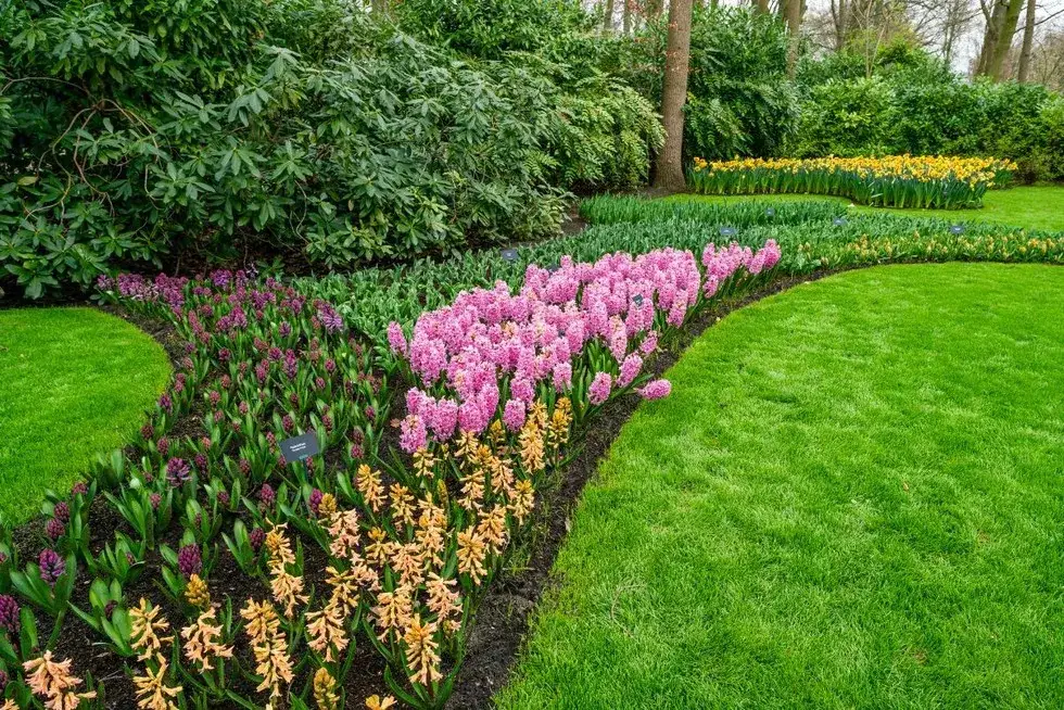 Zdjęcie Co zamiast trawnika? Odkryj ekologiczne i łatwe w pielęgnacji alternatywy