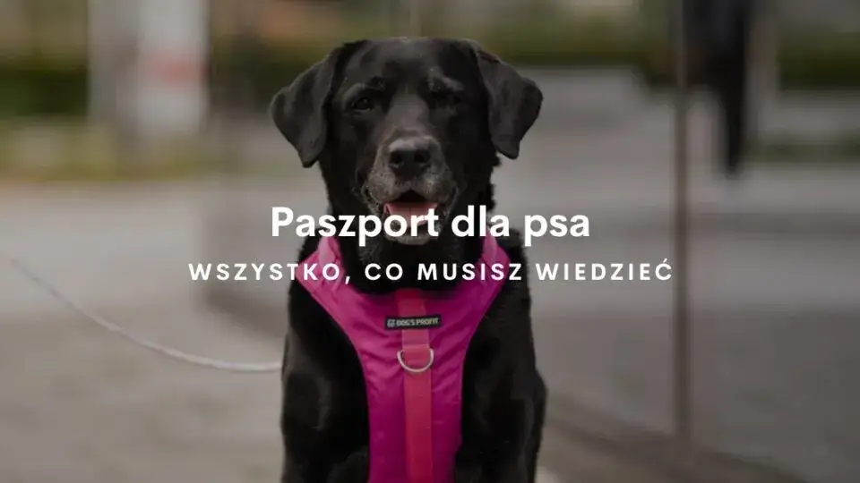 Zdjęcie Jak wygląda paszport dla psa? Zobacz jego szczegóły i wymiary