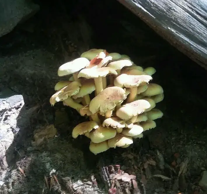 Zdjęcie Grzyby jadalne rosnące na pniach drzew