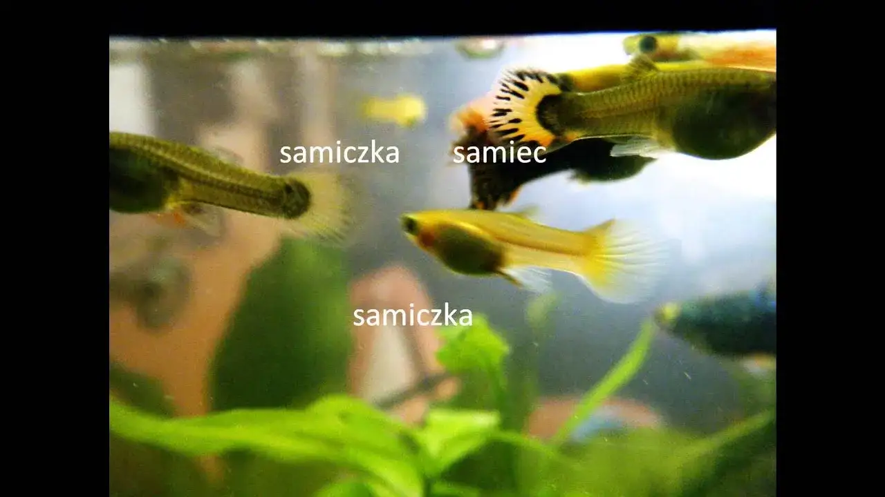 Zdjęcie Jak rozpoznać objawy porodu gupika i uniknąć stresu w akwarium