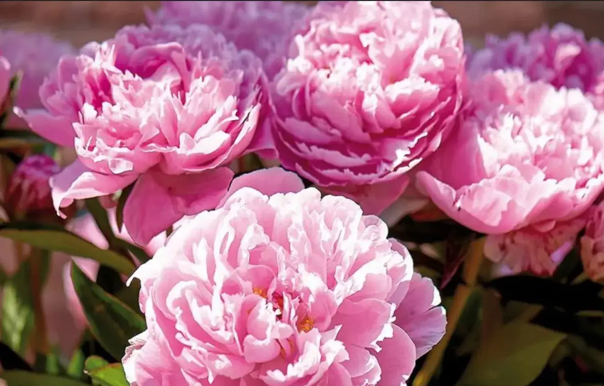 Zdjęcie Sezon na piwonie kiedy - odkryj najlepszy czas na piękne kwiaty