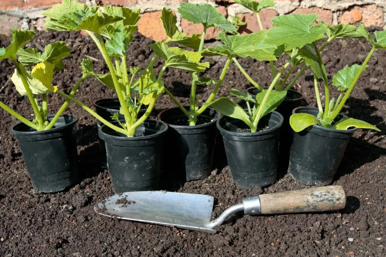 Zdjęcie Kiedy sadzić rozsady do gruntu? Terminy i wskazówki dla ogrodników