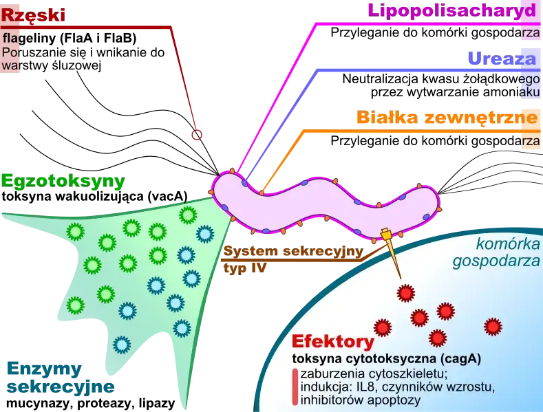Zdjęcie Test oddechowy na helicobacter: Co musisz o nim wiedzieć?