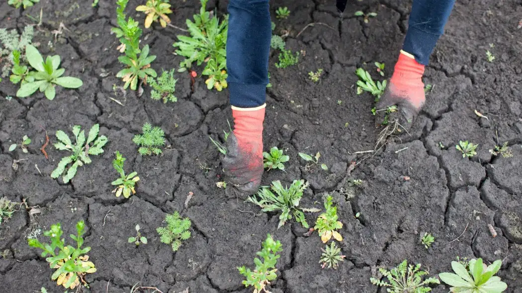 Zdjęcie Jak walczyć z drzewami chwastami w ogrodzie i uniknąć problemów