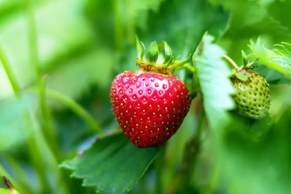 Zdjęcie Cuando se planta la fresa: evita errores comunes y elige bien la época