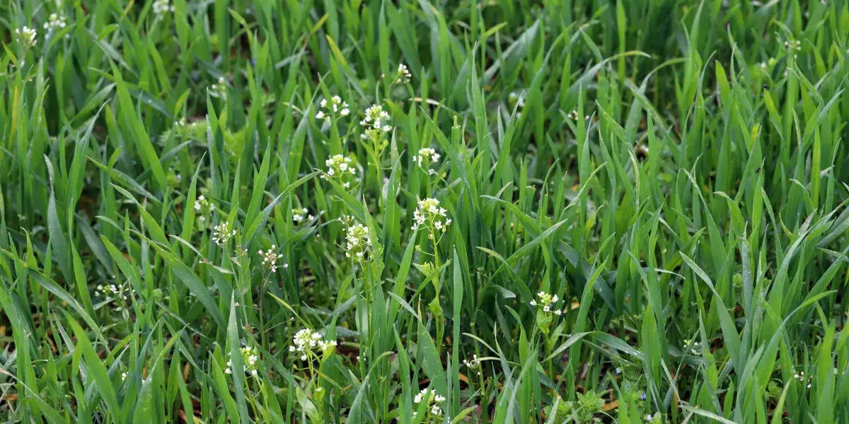 Zdjęcie Pospolity chwast polny: jak wpływa na uprawy i jak go zwalczać