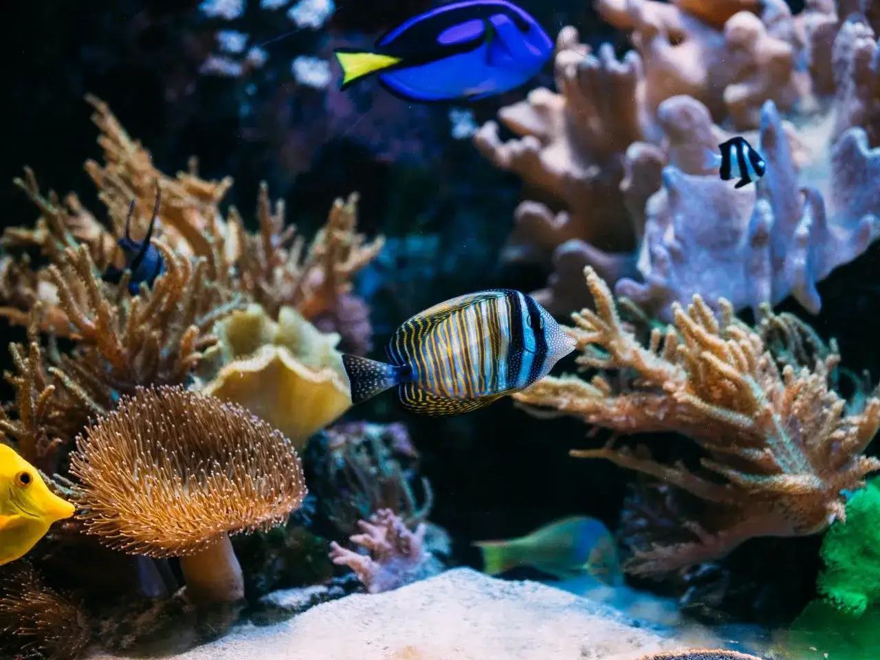 Zdjęcie Jakie rybki do akwarium 200l – unikaj błędów przy wyborze gatunków