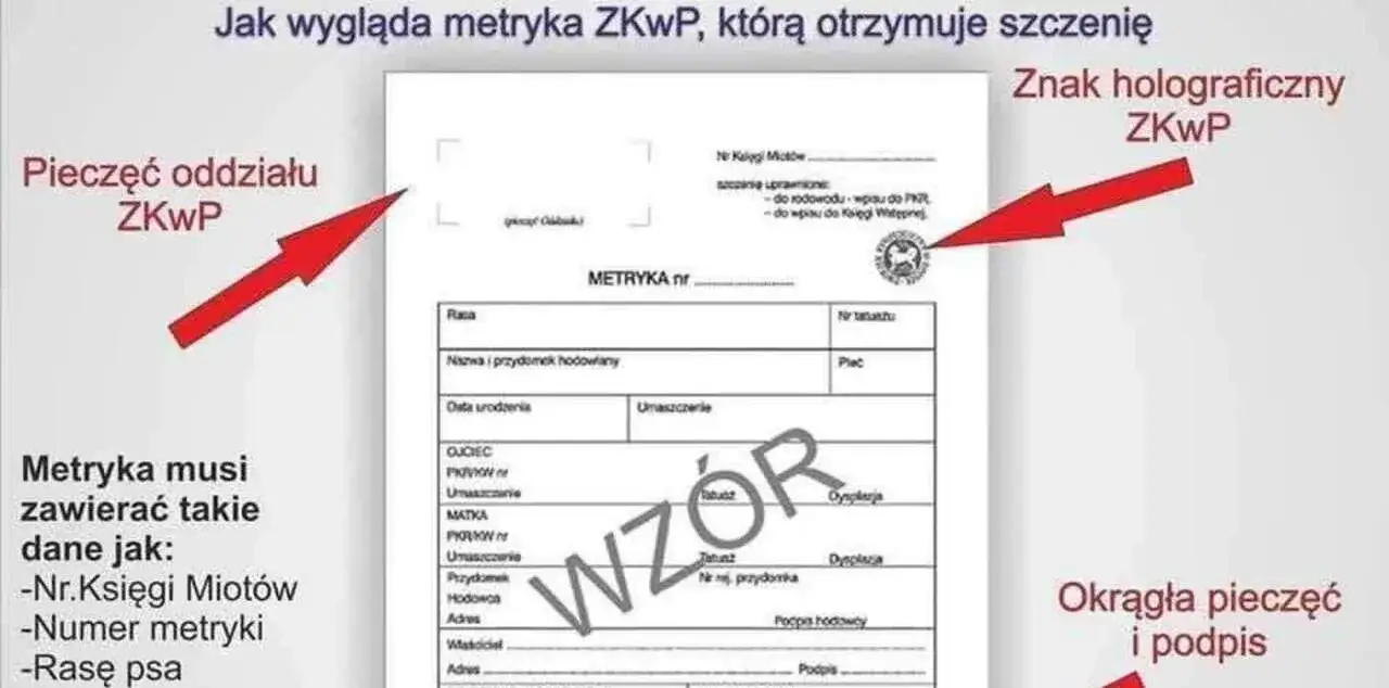 Zdjęcie Jak uzyskać rodowód dla psa - proste kroki i ważne informacje