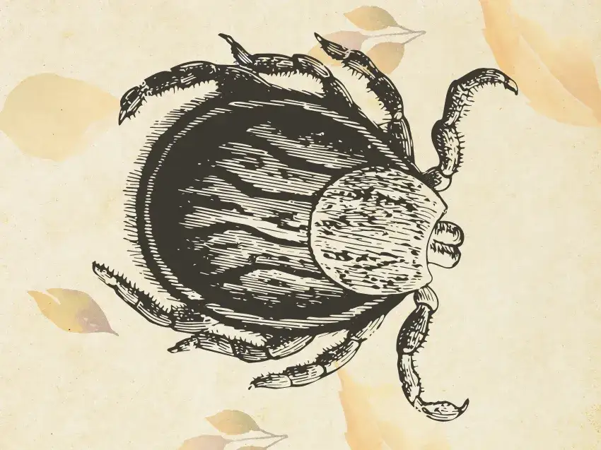 Zdjęcie Czy kleszcz to pająk? Odkryj zaskakujące różnice między nimi