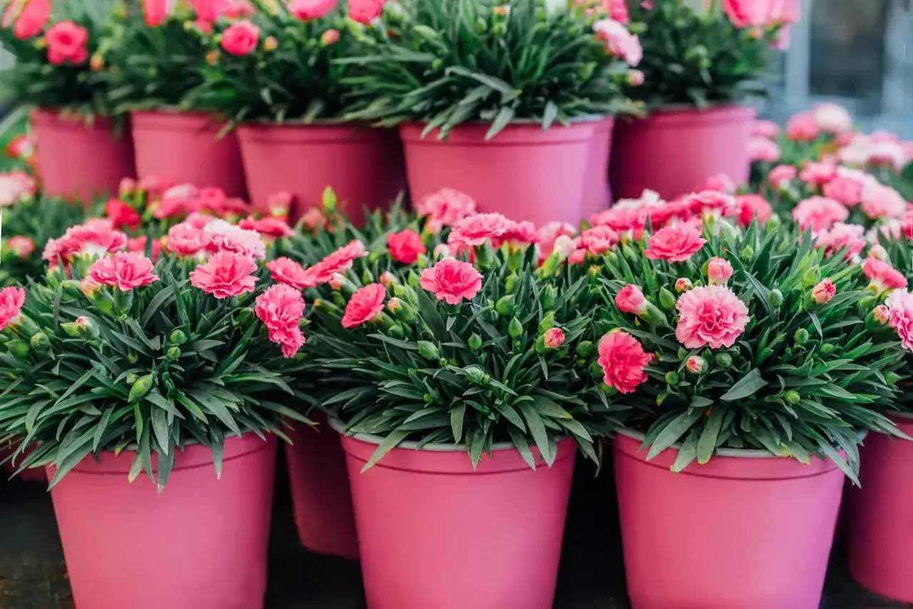 Zdjęcie Sezon na goździki: Kwiaty latem, przyprawa jesienią i zimą