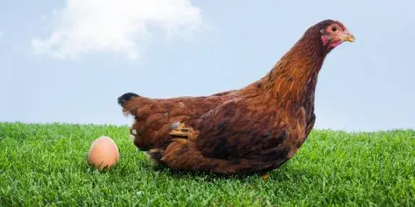 Zdjęcie Hodowla kur niosek jak zacząć: uniknij najczęstszych błędów