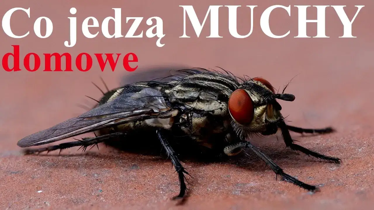 Zdjęcie Czym się żywi mucha? Odkryj zaskakujące preferencje pokarmowe
