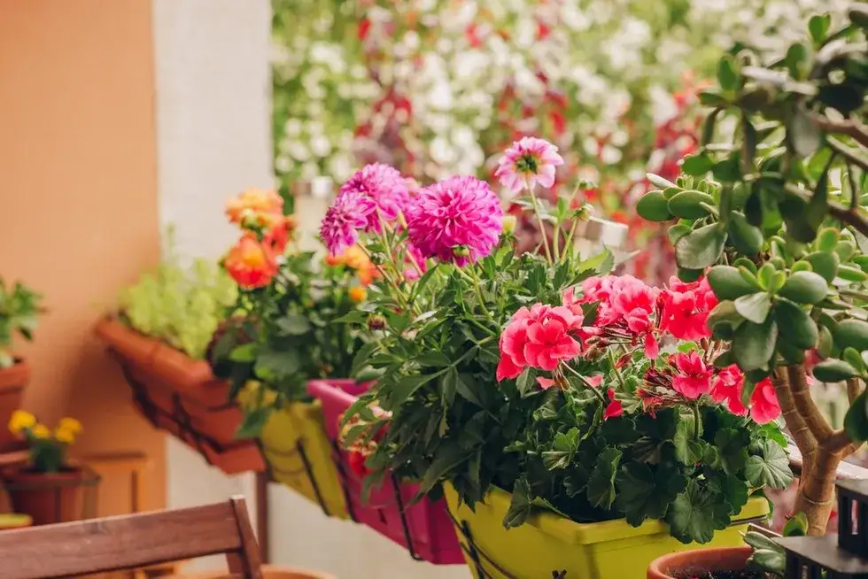 Zdjęcie Najlepsze rośliny na słoneczny taras, które przetrwają nawet upał i suszę