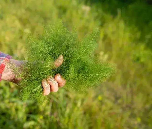 Zdjęcie Chwast podobny do kopru: jak go rozpoznać i uniknąć zagrożeń