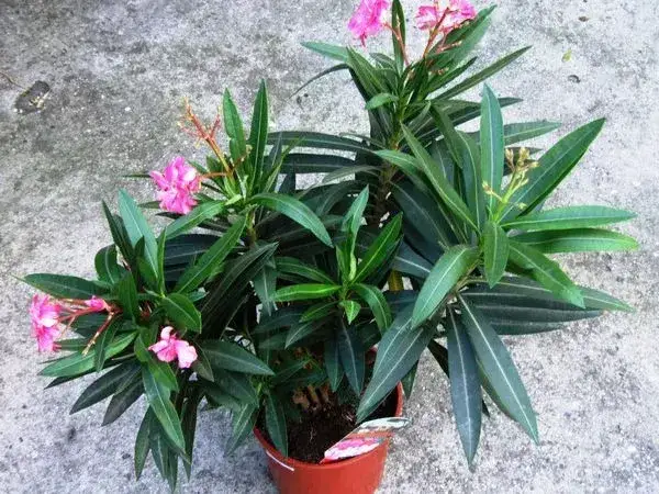 Zdjęcie Czy oleander może zimować w ogrodzie - Poznaj skuteczne sposoby ochrony