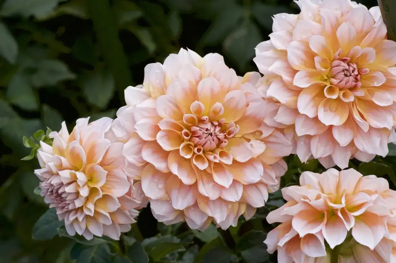 Zdjęcie Kiedy sadzimy georginie, aby uniknąć przymrozków i cieszyć się kwiatami