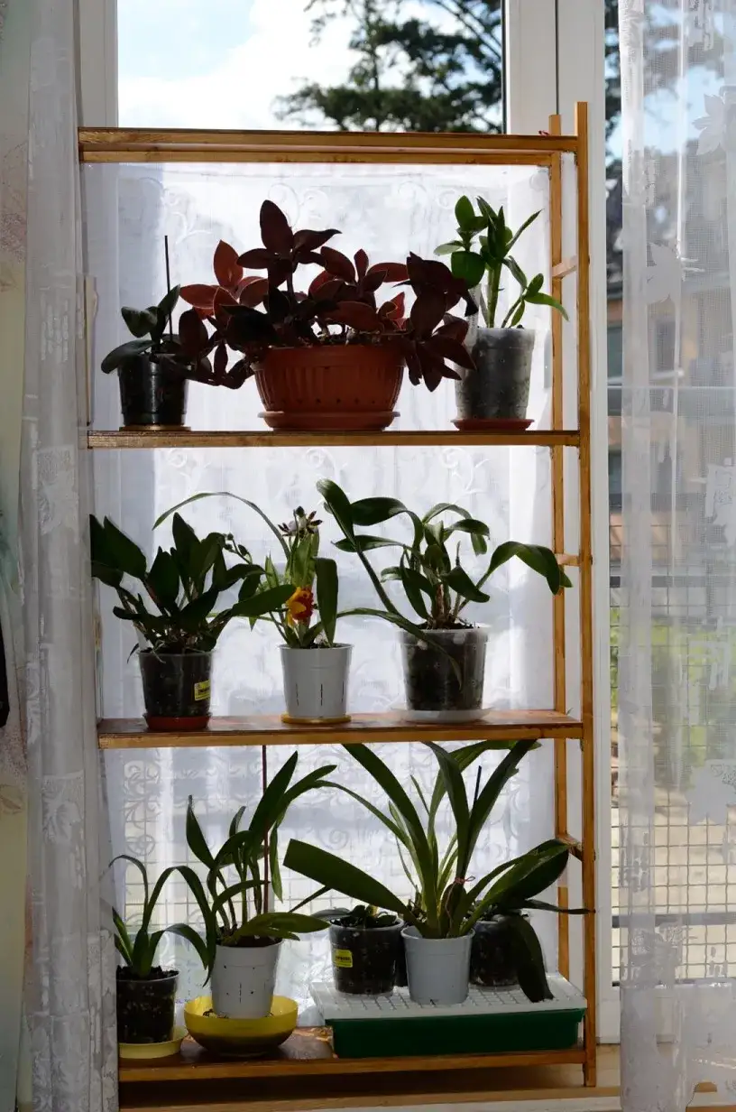 Zdjęcie Najlepsze okna dla storczyków - unikaj błędów w ich pielęgnacji