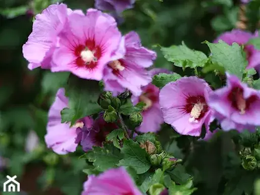 Zdjęcie Jaki hibiskus na herbatę wybrać? Odmiany, smak i korzyści dla zdrowia