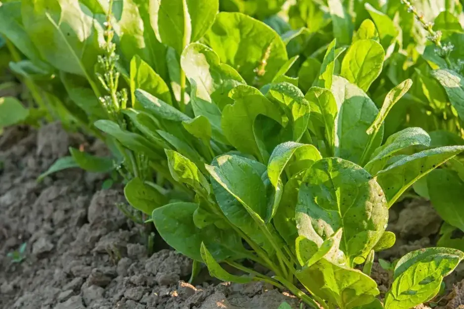 Zdjęcie Kiedy sezon na szczaw? Odkryj najlepszy czas na zbiór i smak