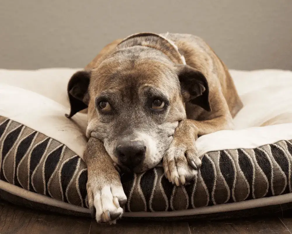 Zdjęcie Czy psy po śmierci odwiedzają swój dom? Przekonania i znaki obecności