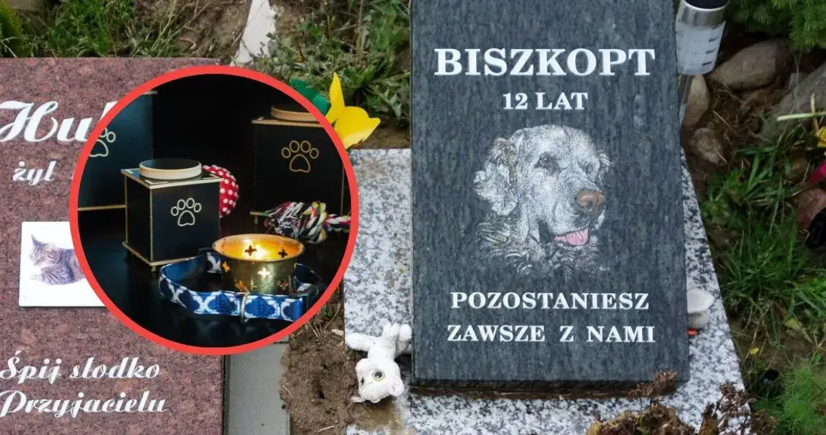 Zdjęcie Ile kosztuje kremacja psa w Warszawie? Sprawdź ceny i opcje usług