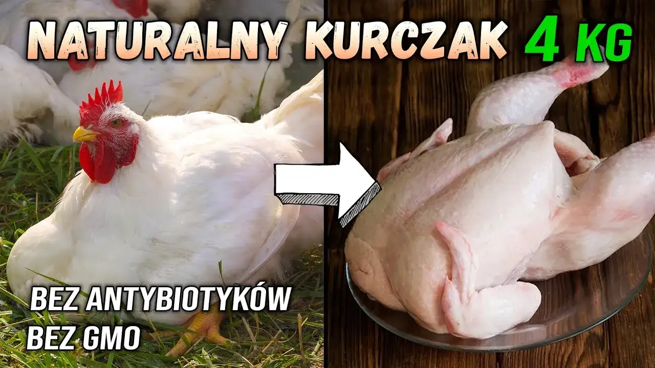Zdjęcie Ile trwa hodowla kurczaka? Zaskakujące fakty o czasie wzrostu