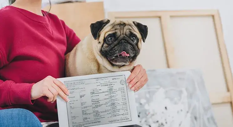 Zdjęcie Jak uzyskać rodowód dla psa - uniknij błędów i oszczędź czas