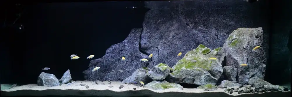 Zdjęcie Jak zrobić tło do akwarium ze styropianu - proste kroki i porady