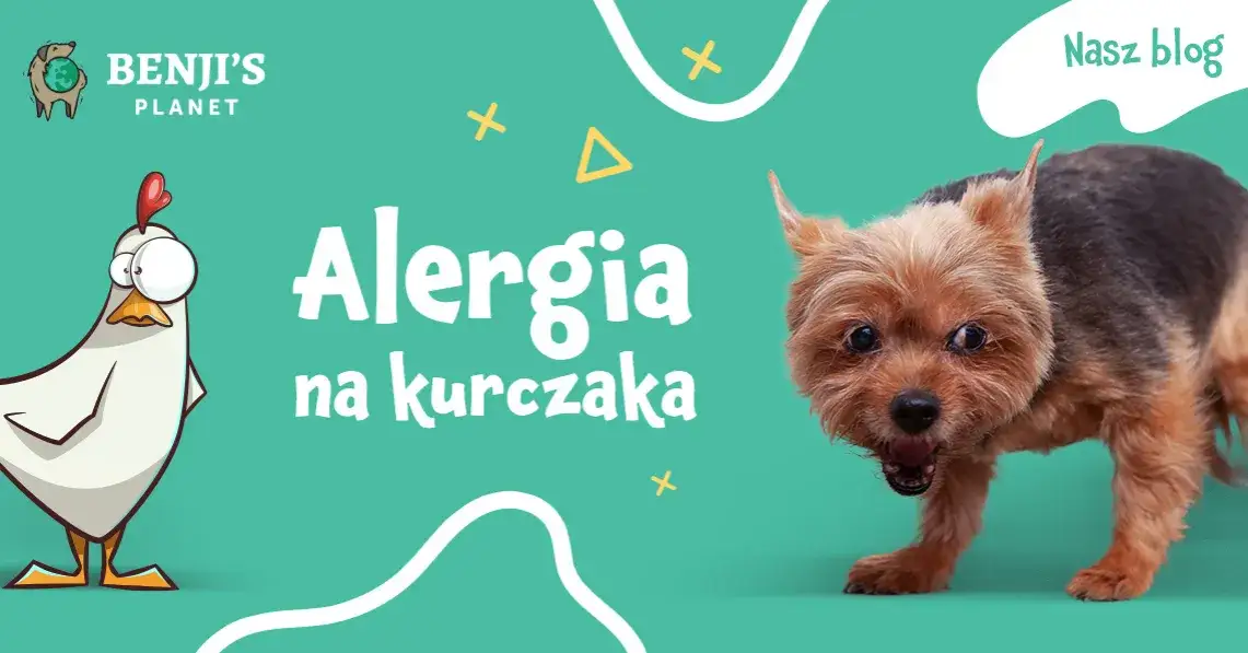 Zdjęcie Czy maltańczyk może jeść kurczaka? Uważaj na alergie i zdrowie psa