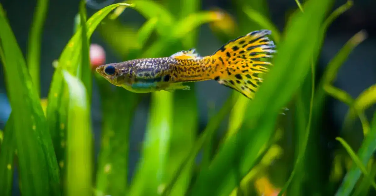 Zdjęcie Co jedzą gupiki? Odkryj najlepsze pokarmy dla zdrowia ryb