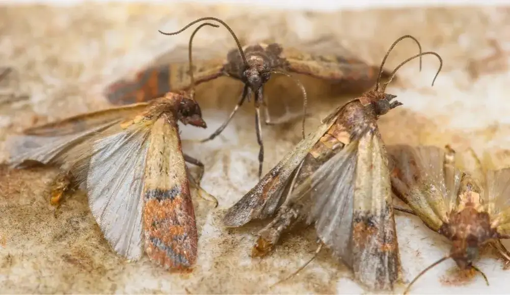 Zdjęcie Czym żywią się mole i jak chronić swoje jedzenie przed nimi