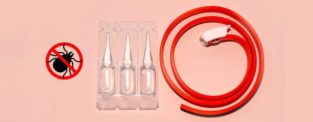 Zdjęcie Jak działa obroża na kleszcze i co musisz wiedzieć o jej skuteczności